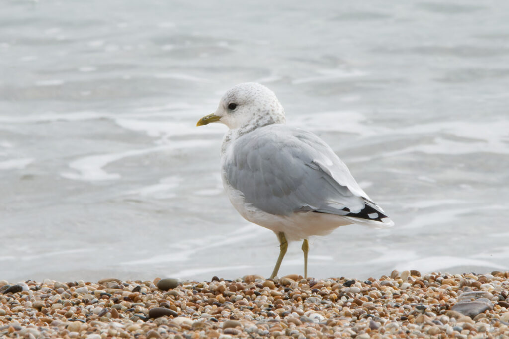 Photo of Common Gull